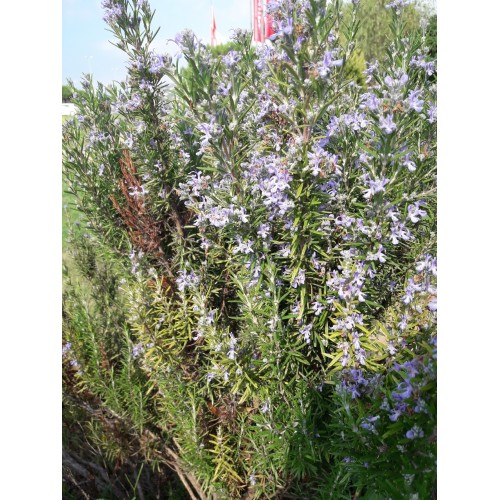 Bitkiselde faydalı Bitkiler, Sebzeler, Meyveler, Gıdalar