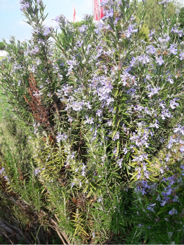 Bitkiselde faydalı Bitkiler, Sebzeler, Meyveler, Gıdalar
